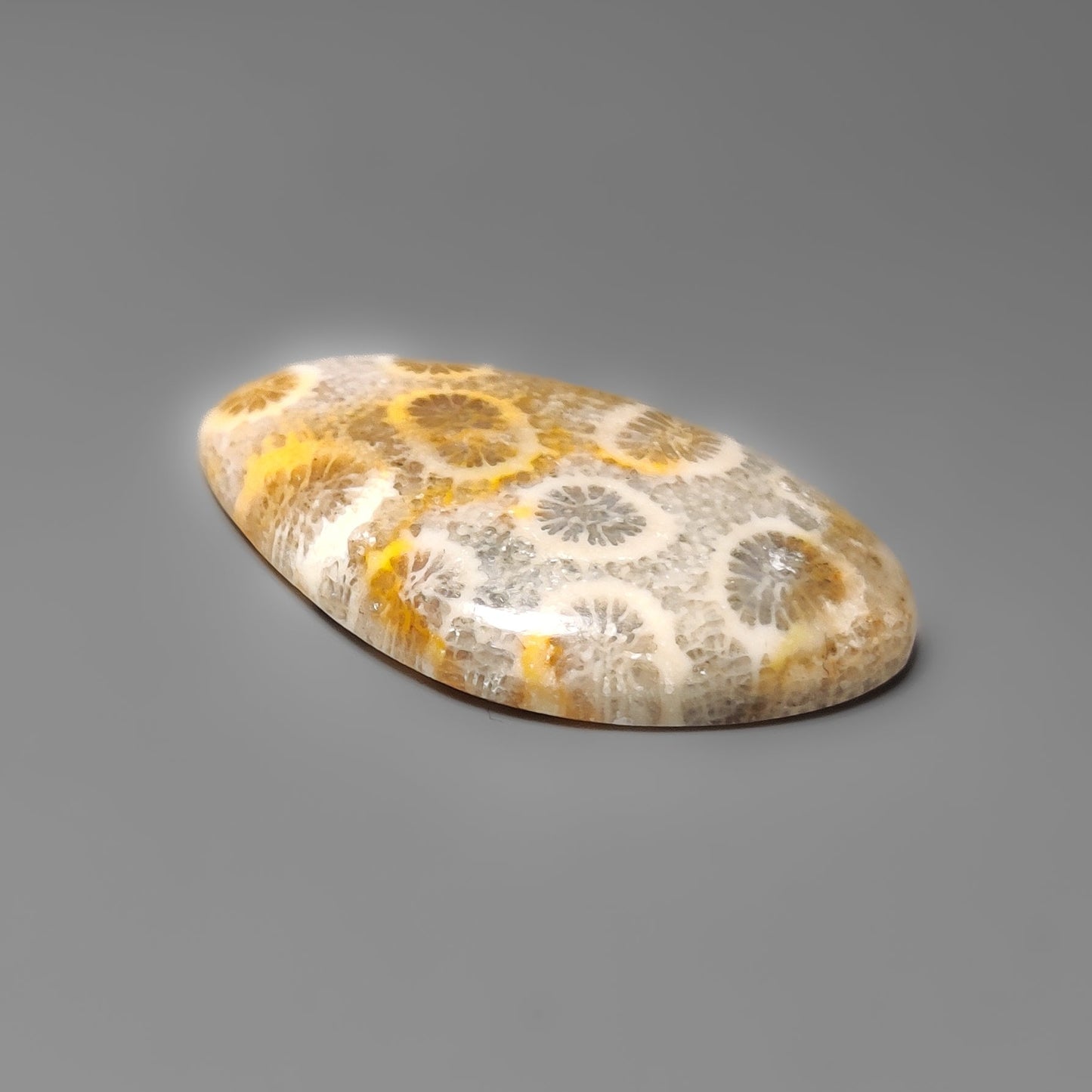 Fossil Coral