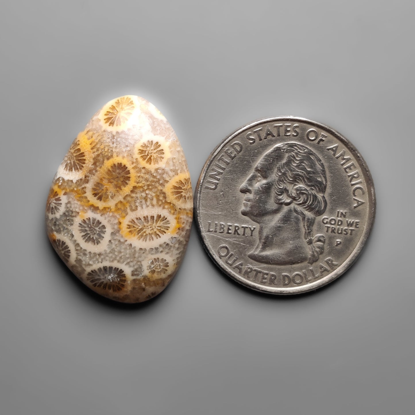 Fossil Coral