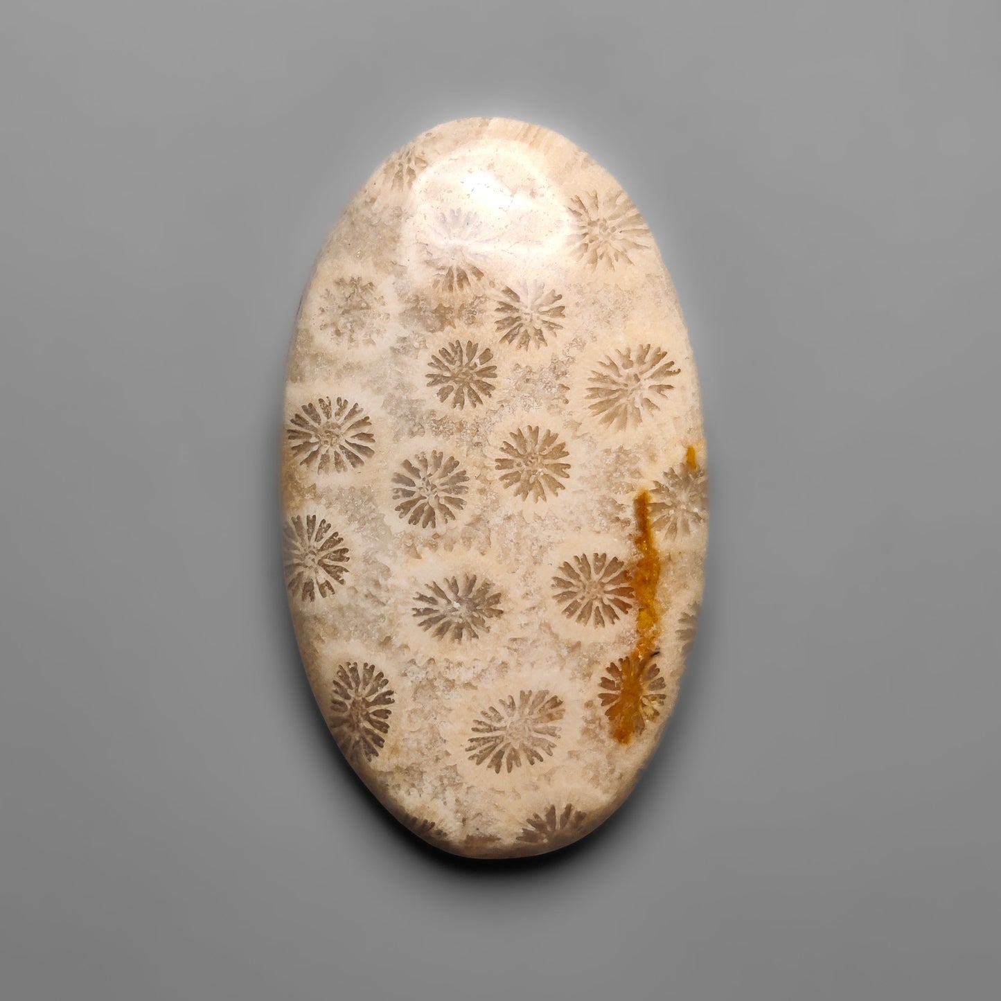 Fossil Coral