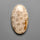 Fossil Coral