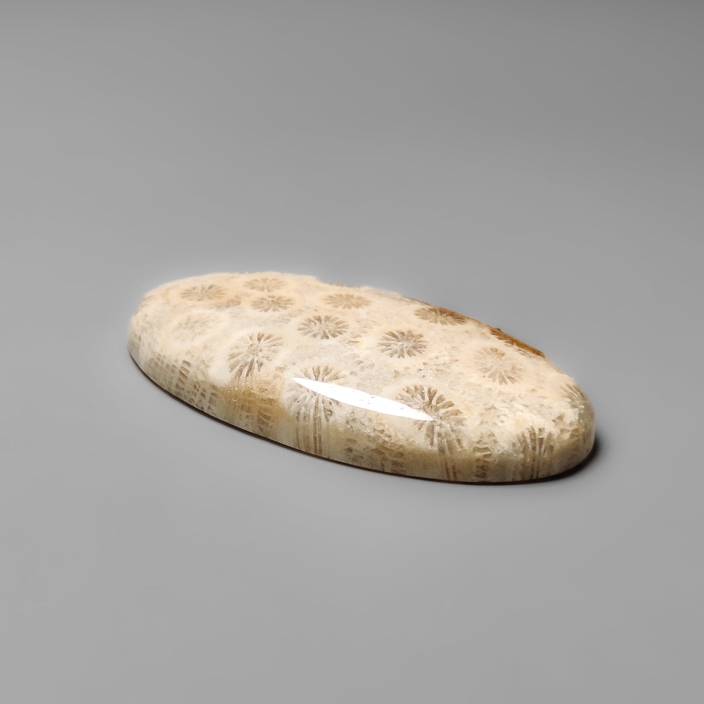 Fossil Coral