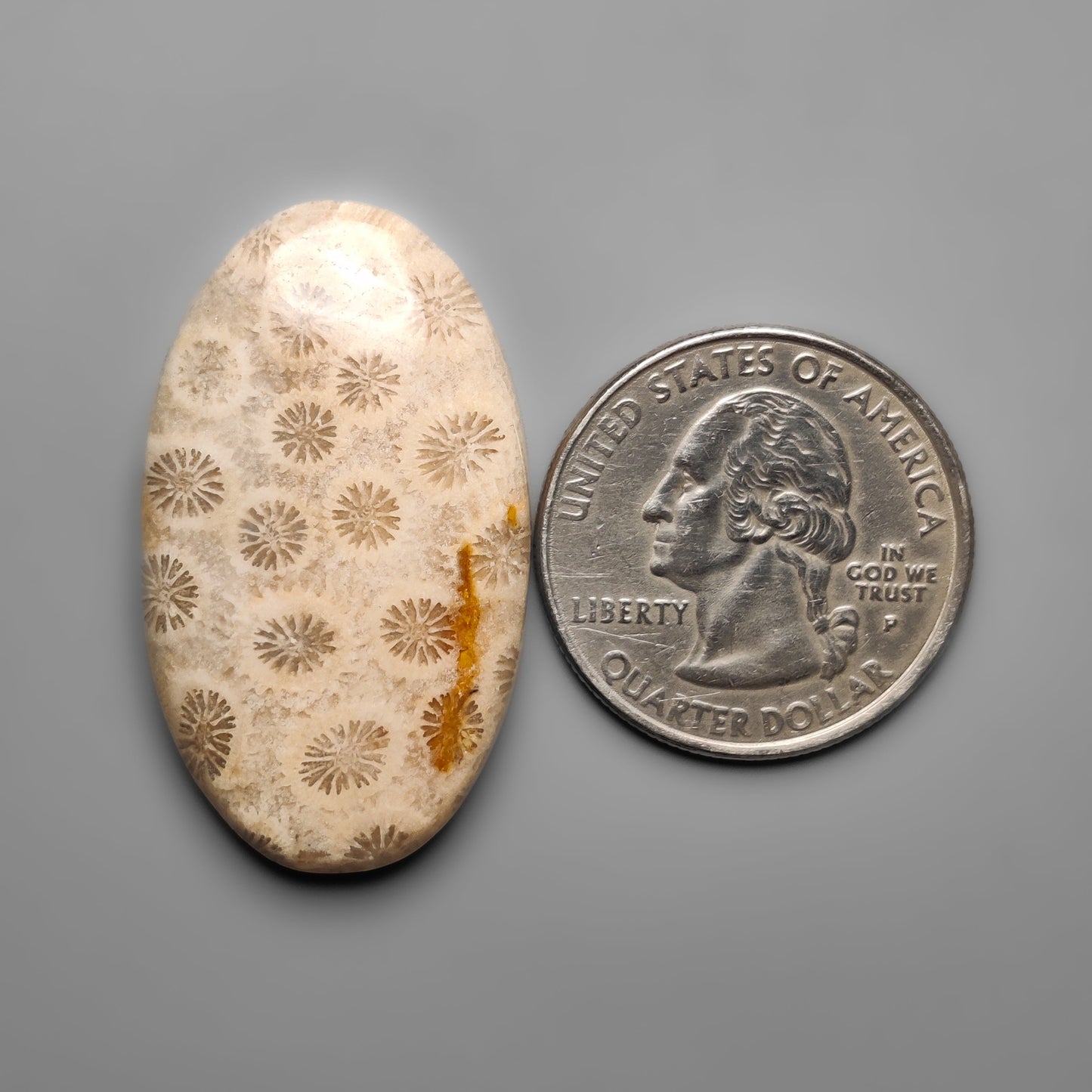 Fossil Coral
