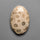 Fossil Coral