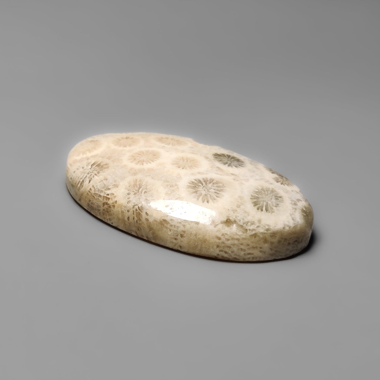 Fossil Coral