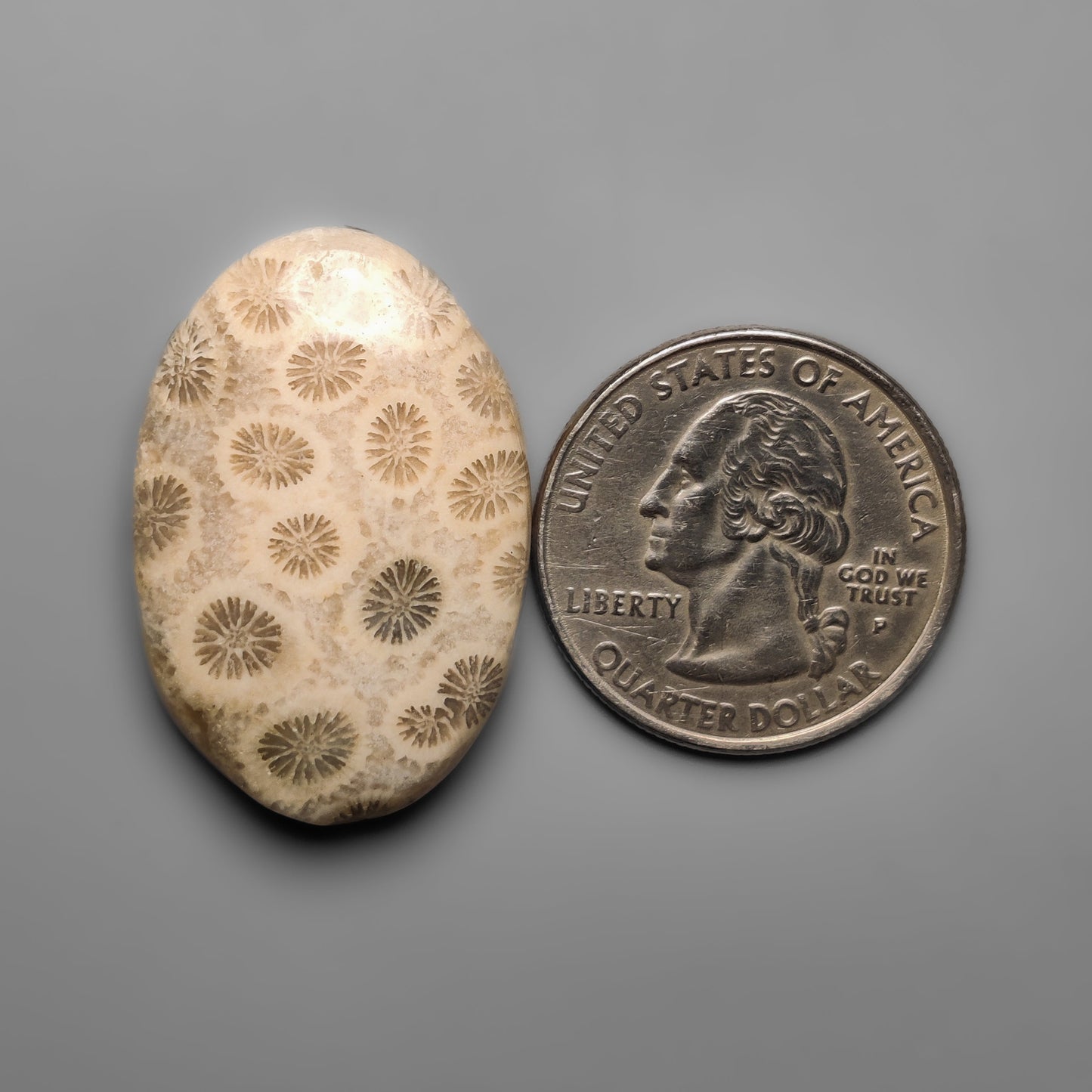 Fossil Coral