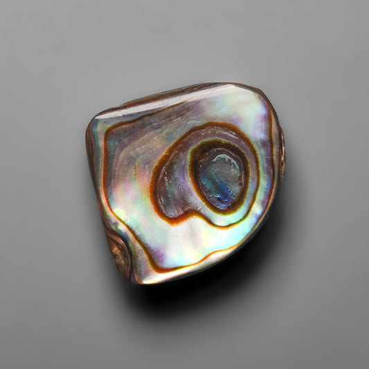 Abalone Shell