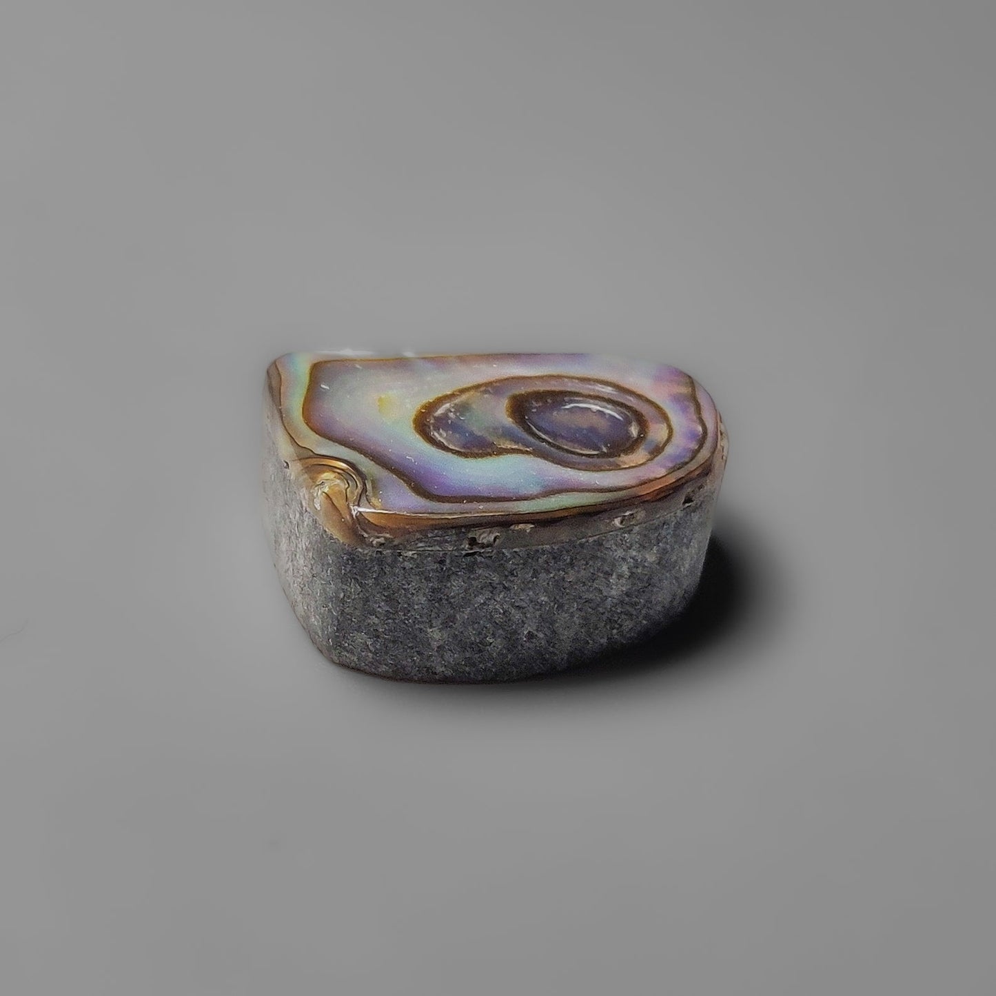 Abalone Shell
