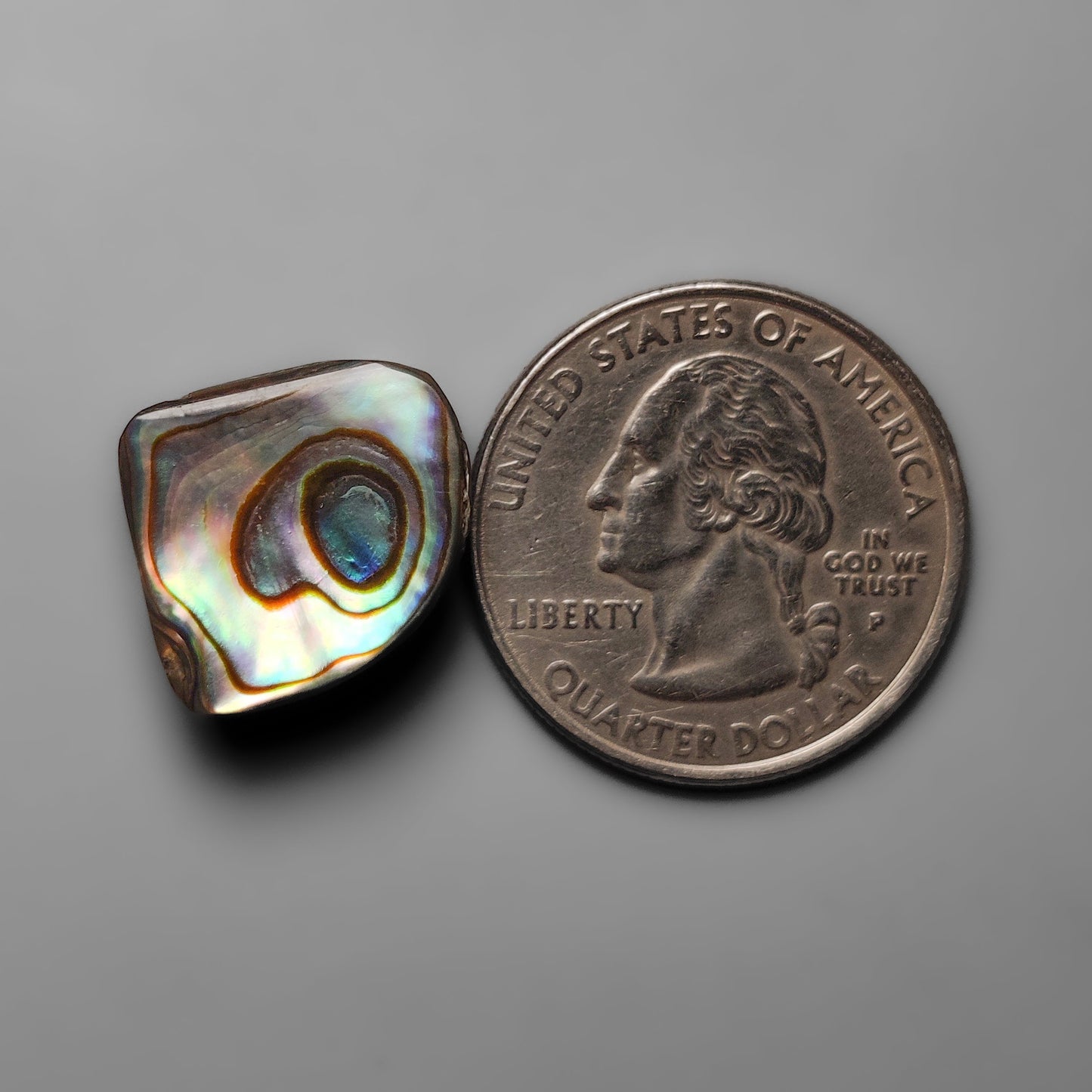 Abalone Shell