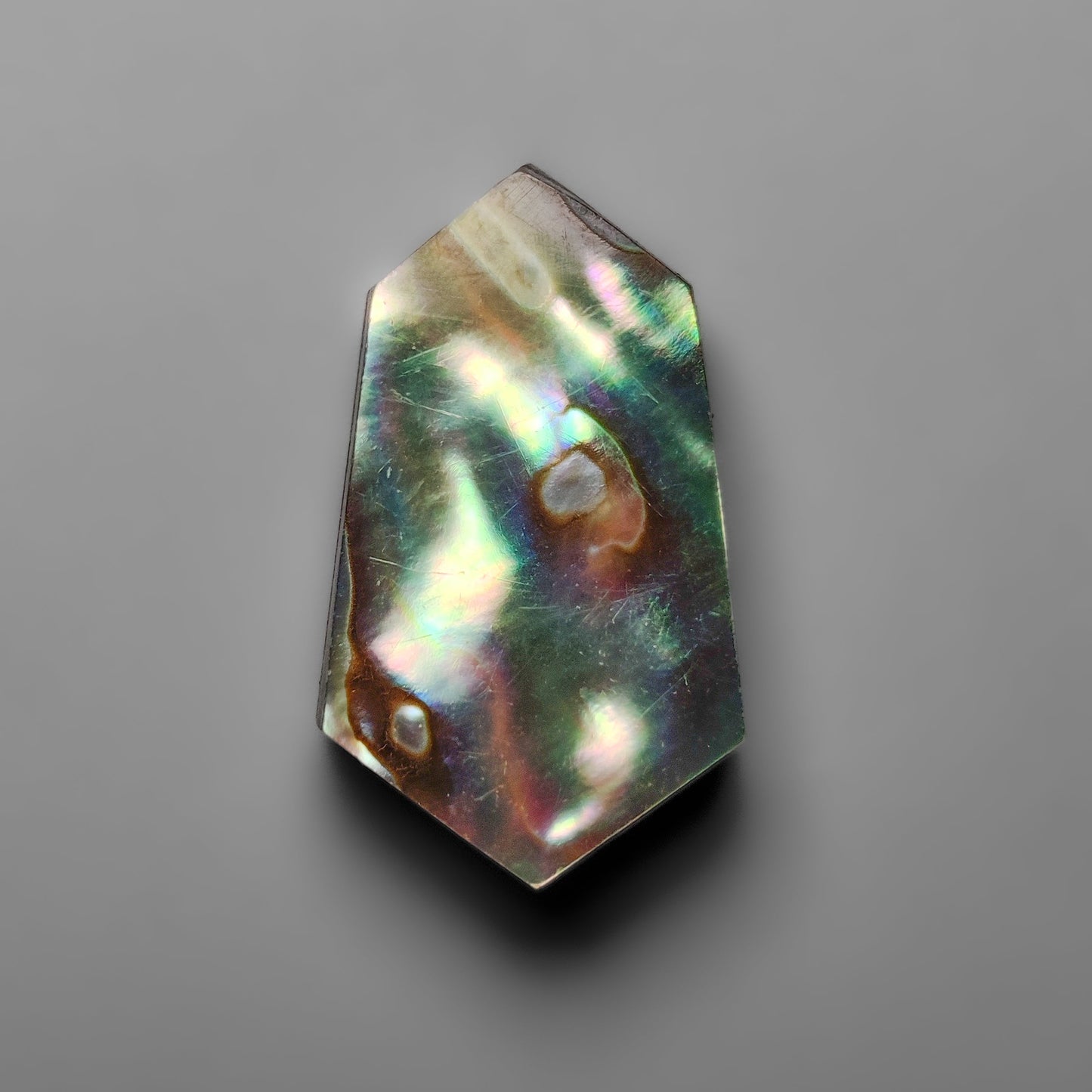 Abalone Shell