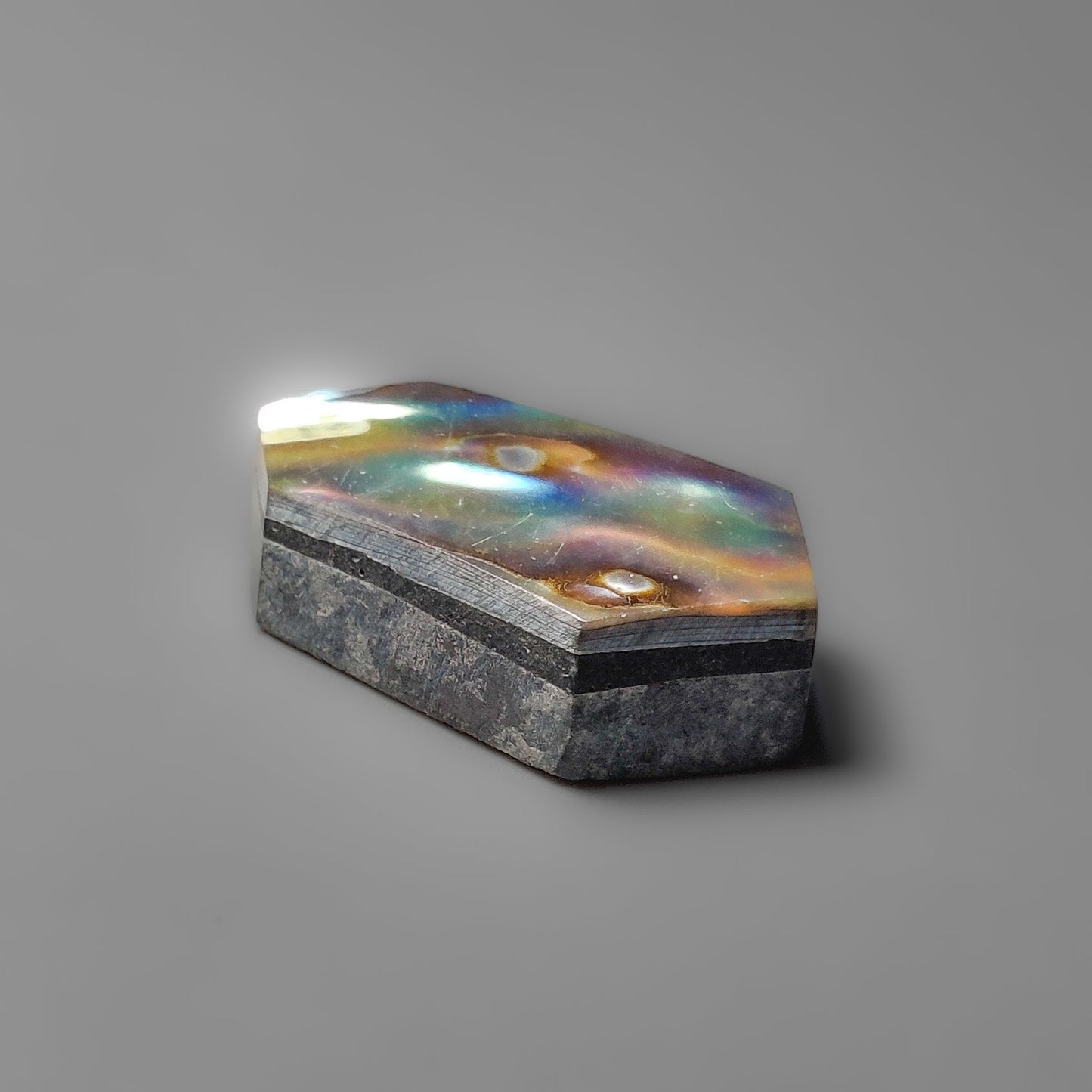 Abalone Shell