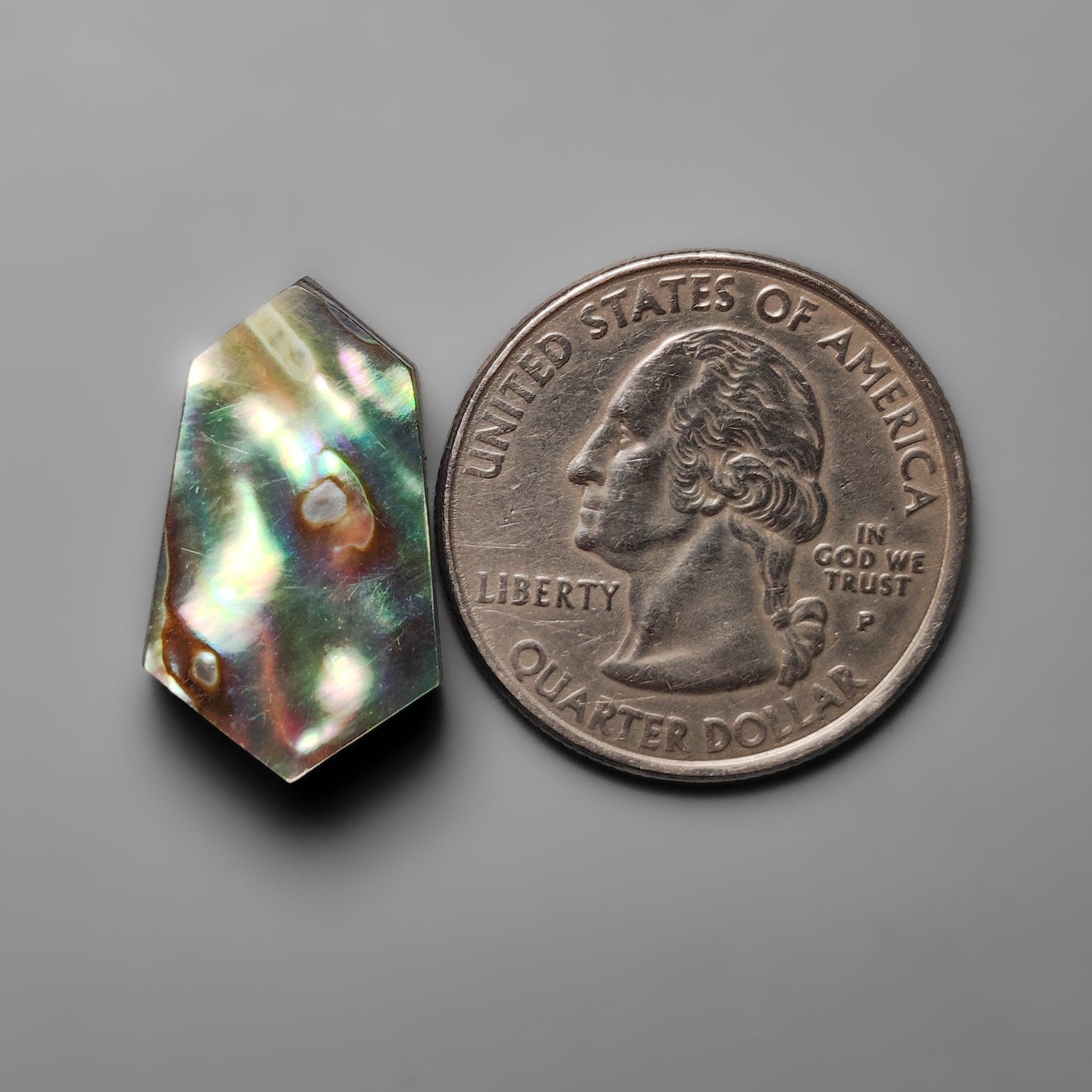Abalone Shell