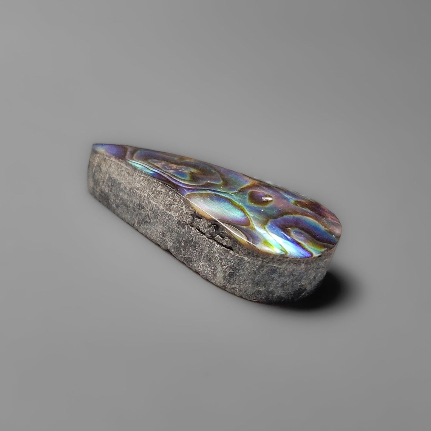 Abalone Shell