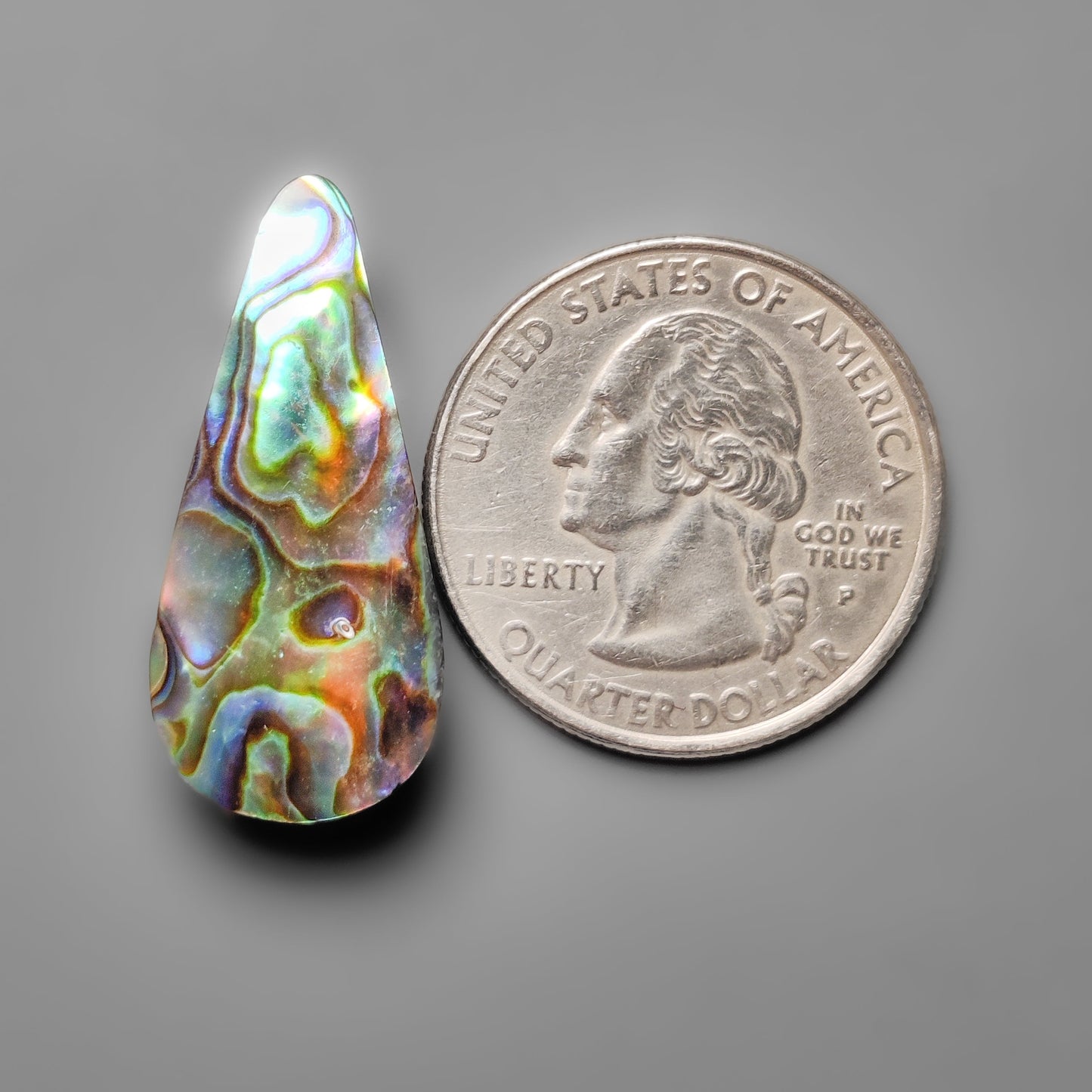 Abalone Shell