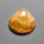 Fossil Coral