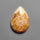 Fossil Coral