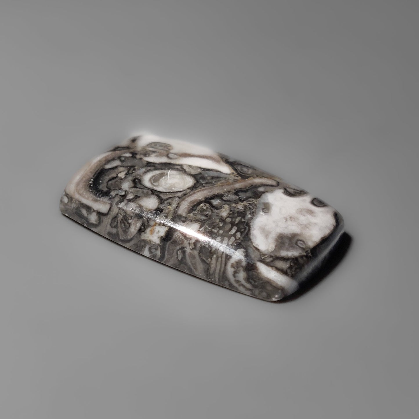 Orthoceras Fossil