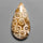 Fossil Coral