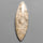 Fossil Coral