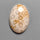 Fossil Coral