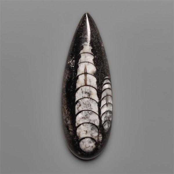 Orthoceras Fossil