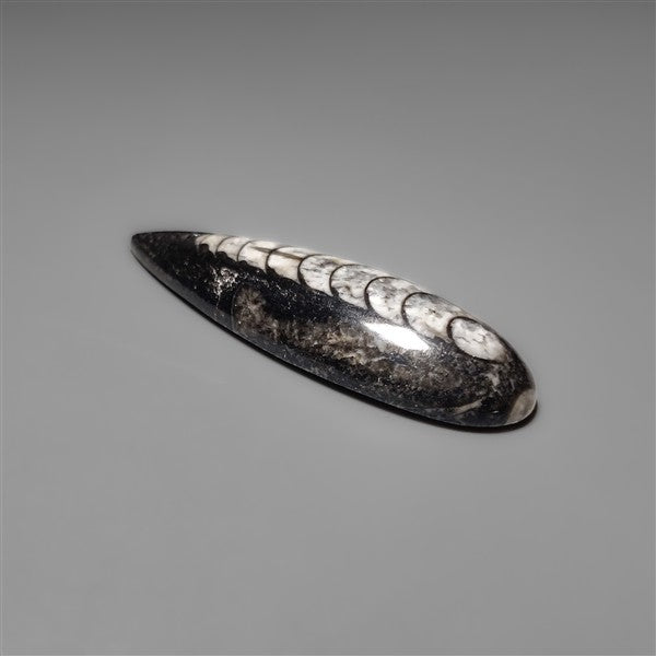 Orthoceras Fossil Cabochon