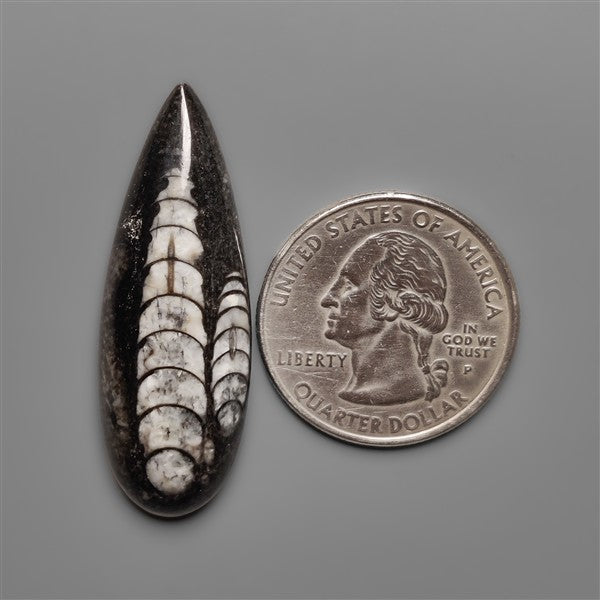 Orthoceras Fossil Cabochon