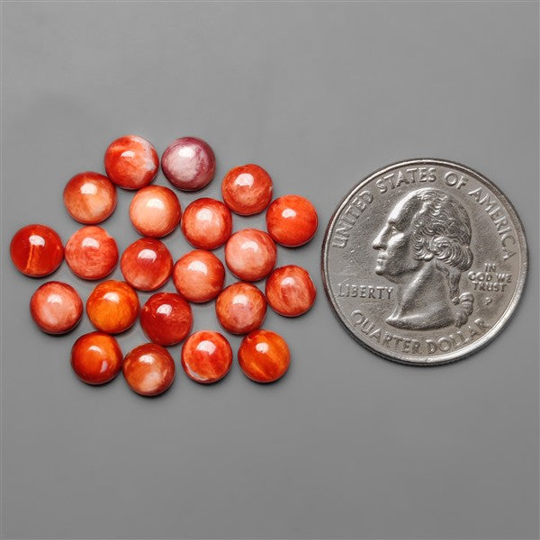 Spiny Oyster Shell Calibrated Cabochons Lot
