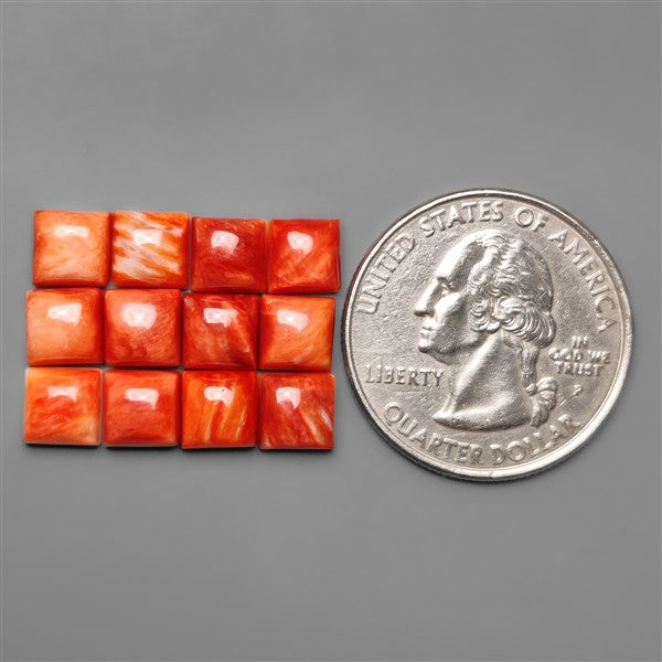 Spiny Oyster Shell Calibrated Cabochons Lot