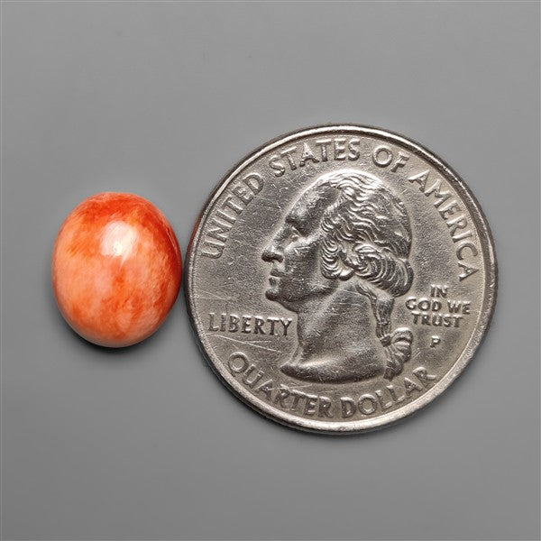 Spiny Oyster Shell Cabochon