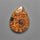 Ammonite