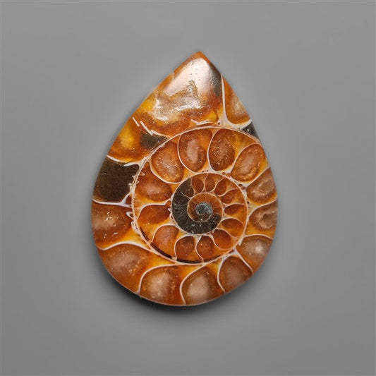 Ammonite