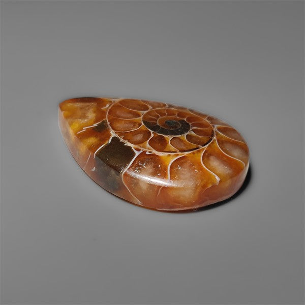 Ammonite Cabochon