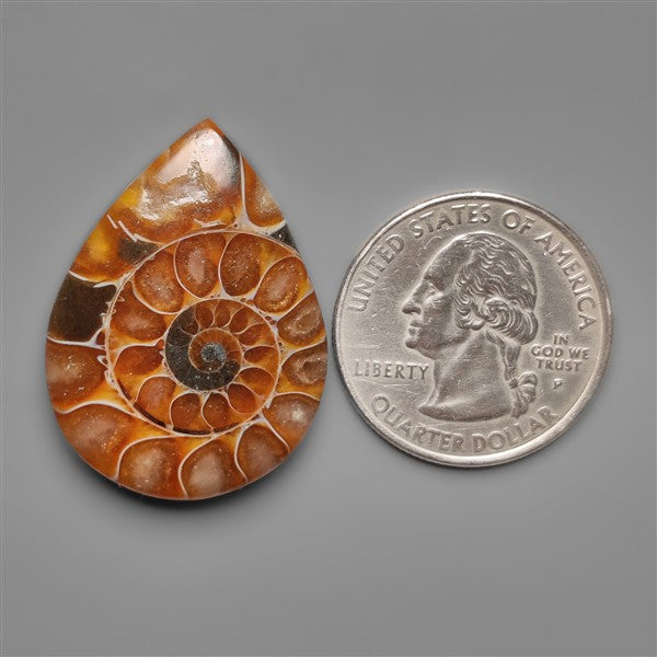Ammonite Cabochon