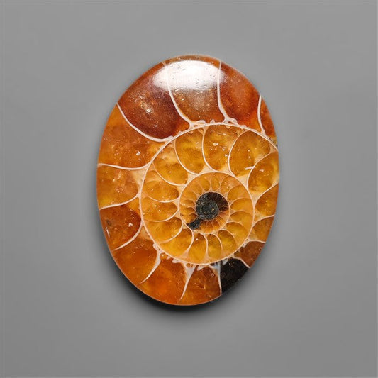 Ammonite