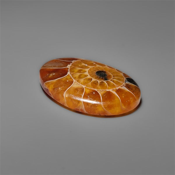 Ammonite Cabochon