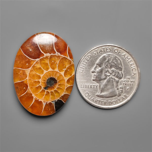 Ammonite Cabochon