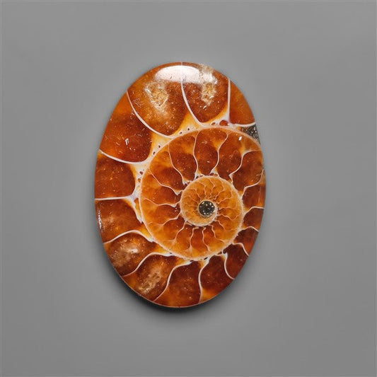 Ammonite