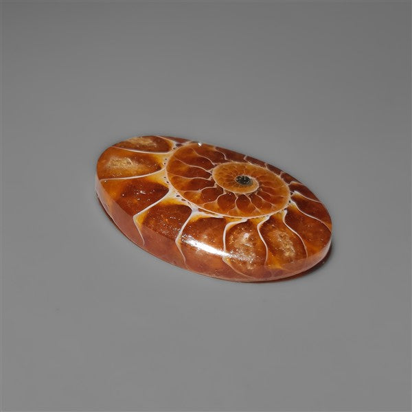 Ammonite Cabochon