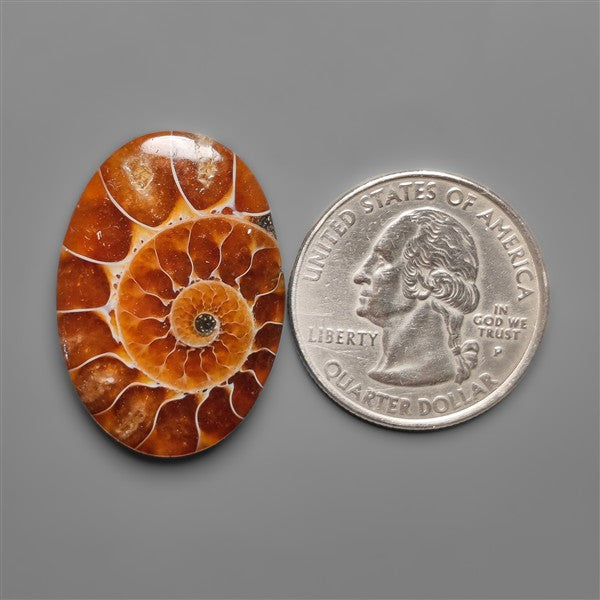 Ammonite Cabochon