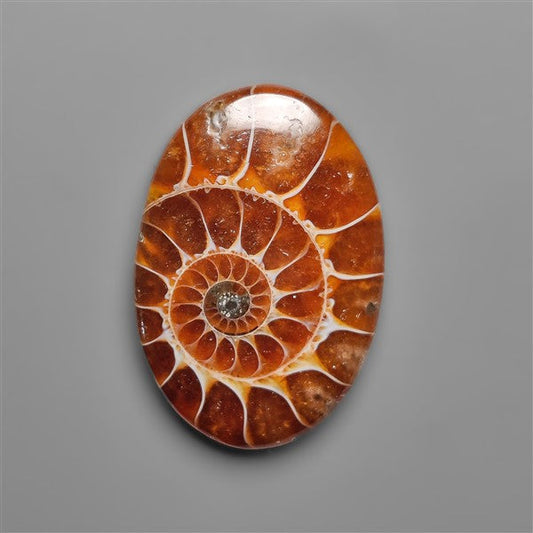 Ammonite