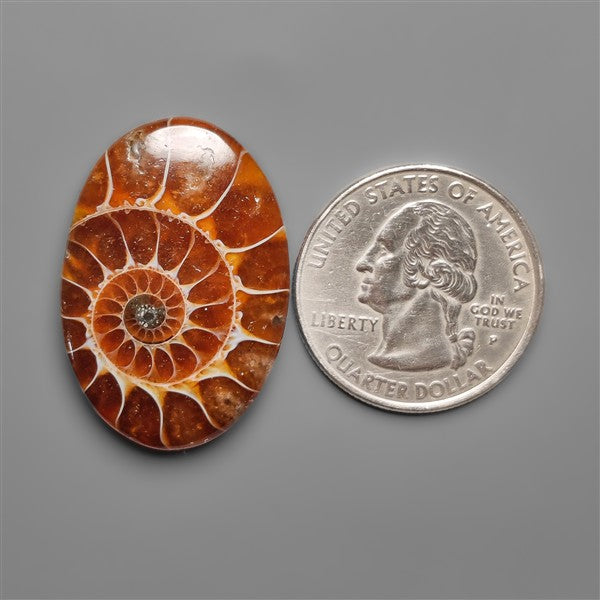 Ammonite Cabochon