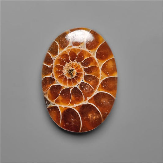 Ammonite