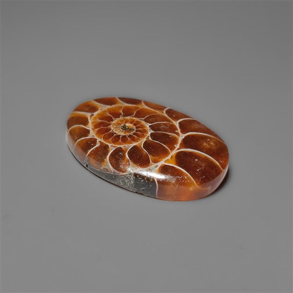 Ammonite Cabochon