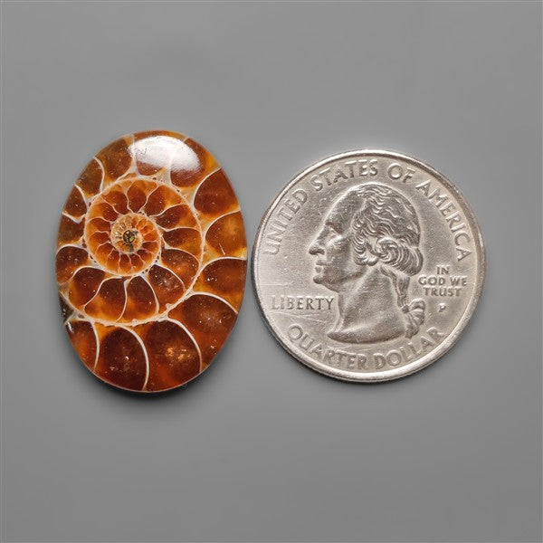 Ammonite Cabochon