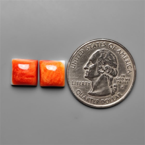 Spiny Oyster Shells Pair