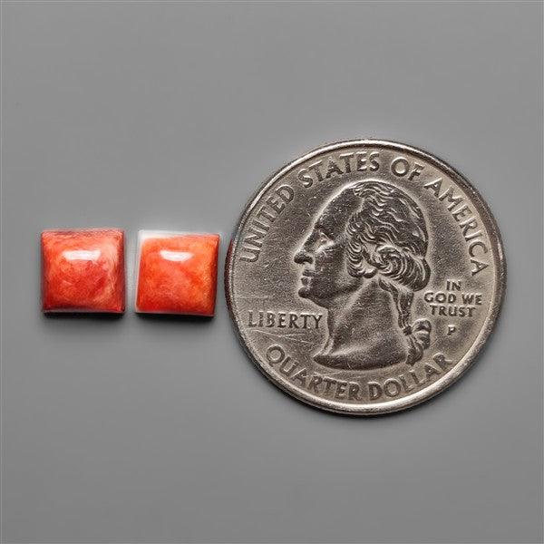 Spiny Oyster Shells Pair