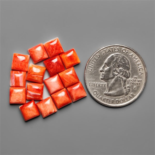 Spiny Oyster Shell Calibrated Cabochons Lot
