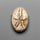 Sand Dollar Sea Urchin Fossil