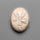 Sand Dollar Sea Urchin Fossil