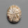 Sand Dollar Sea Urchin Fossil